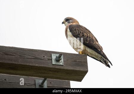 Swainson-Falke (Buteo swainsoni) auf einem Elektrizitätswerk, südlich des Highway 22x, Calgary, Alberta, Kanada, Stockfoto