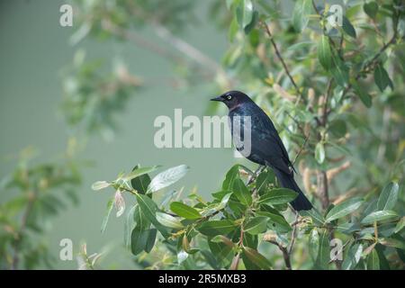 Brewer’s Blackbird (Euphagus cyanocephalus) in einem Baum, südlich des Highway 22x, Calgary, Alberta, Kanada, Stockfoto