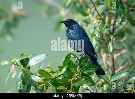 Brewer’s Blackbird (Euphagus cyanocephalus) in einem Baum, südlich des Highway 22x, Calgary, Alberta, Kanada, Stockfoto