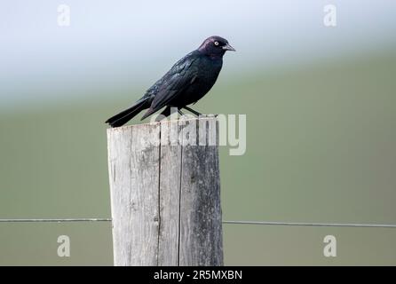 Brewer’s Blackbird (Euphagus cyanocephalus) auf einem Zaunpfahl, südlich des Highway 22x, Calgary, Alberta, Kanada, Stockfoto