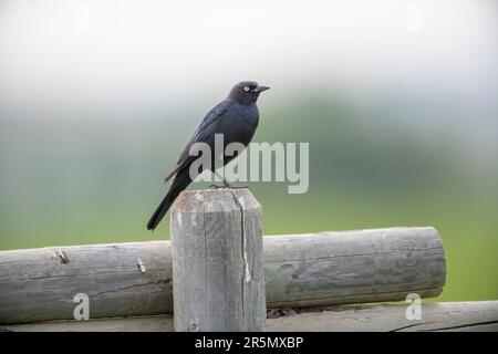 Brewer’s Blackbird (Euphagus cyanocephalus) auf einem Zaunpfahl, südlich des Highway 22x, Calgary, Alberta, Kanada, Stockfoto