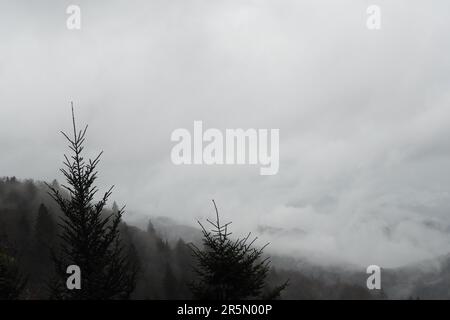 Riesiges nebiges Bergtal bedeckt mit Nadelbäumen und Wolken Stockfoto