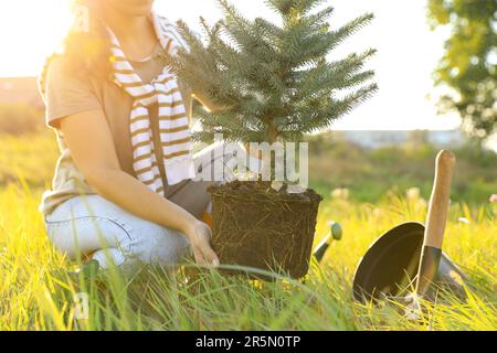 Eine Frau pflanzt Koniferenbaum auf der Wiese an einem sonnigen Tag, Schließung Stockfoto