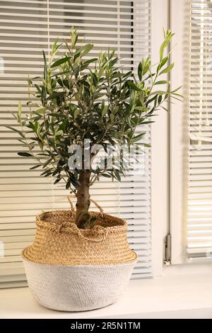 hochbeet für olivenbaum Olivenbaum Hochstamm kaufen main image 0
