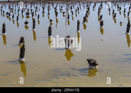 Holzstümpfe mit Salzkristallen wachsen im Baskunchak-See, Russland. Nahaufnahme des Hintergrunds Stockfoto