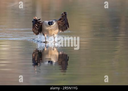 Eine Kanadische Gans, die auf dem Wasser landet, Ruhrpott, Nordrhein-Westfalen, Deutschland Stockfoto