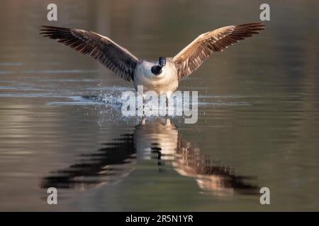 Eine Kanadische Gans, die auf dem Wasser landet, Ruhrpott, Nordrhein-Westfalen, Deutschland Stockfoto