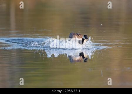 Eine Kanadische Gans, die auf dem Wasser landet, Ruhrpott, Nordrhein-Westfalen, Deutschland Stockfoto