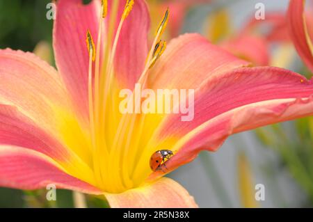 Marienkäfer auf Tagesblüte im Garten Stockfoto