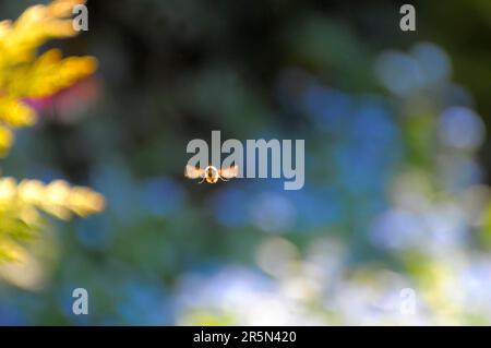 Kolibris-Falken-Motte (Macroglossum stellatarum) im Flug, Taubenschwanz, Taubenschwanz, Karpfenschwanz, Kolibri-Falken-Motte Stockfoto