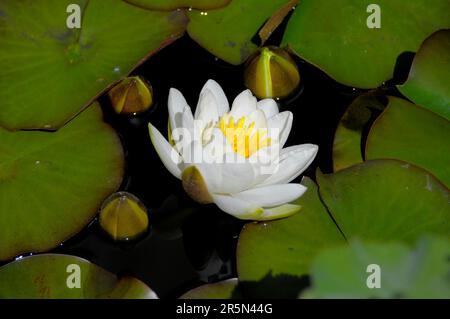 Europäische Weißwasserlilie (Nymphaea alba) mit drei Knospen, Weißwasserlilie, Wasserlilie Stockfoto