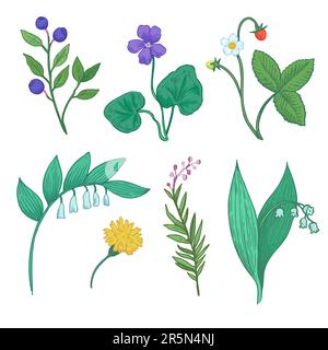 Satz botanischer Elemente. Skizzieren Sie wilde Waldpflanzen, Blumen und Beeren. Stilisiertes Kritzelzeichnen von Kräutern für Design. Stock Vektor