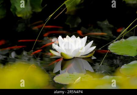 Europäische Weiße Wasserlilien (Nymphaea alba) im Teich, Weiße Wasserlilie, Teich mit Goldfischen Stockfoto