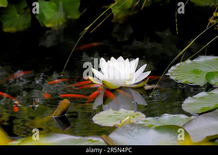 Europäische Weiße Wasserlilien (Nymphaea alba) im Teich, Weiße Wasserlilie, Teich mit Goldfischen Stockfoto