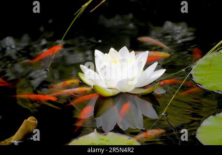 Europäische Weiße Wasserlilien (Nymphaea alba) im Teich, Weiße Wasserlilie, Teich mit Goldfischen Stockfoto