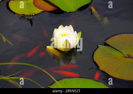 Weißwasserlilien im Gartenteich, Goldfische im Gartenteich Stockfoto