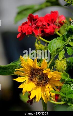 Sonnenblume mit Geranium Stockfoto