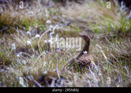 Weibliche Moorschneehuhn (Lagopus Lagopus Scotica) Stockfoto