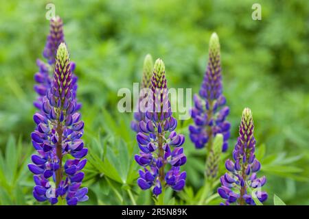 Wilde Lupinen (Lupinus Perennis) Stockfoto