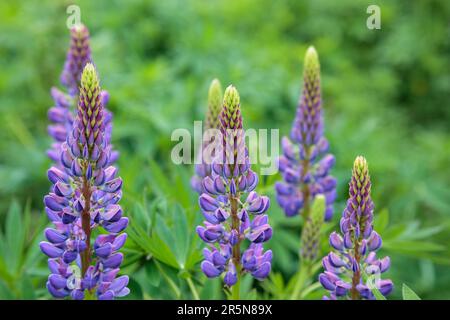 Wilde Lupinen (Lupinus perennis) blühen an einem Fluss in Scotalnd Stockfoto