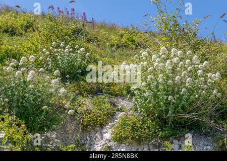 Weiß Baldrian (Centranthus ruber alba) wachsen auf Klippen in Eastbourne Stockfoto