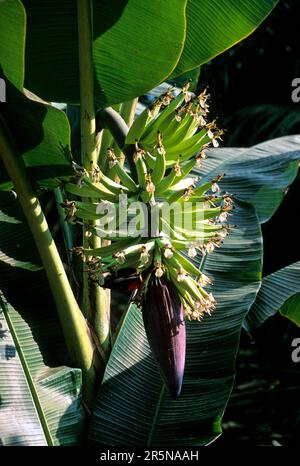 Die Frucht des Bananenbaums (Musa paradisiaca Linn) (Musa acuminata) kann als Nahrung verwendet werden, in Südindien, Indien und Asien Stockfoto