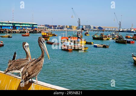 Braunpelikane (Pelecanus occidentalis), Hafen, Arica, Nordchilen, Chile, Brauner Pelikan Stockfoto