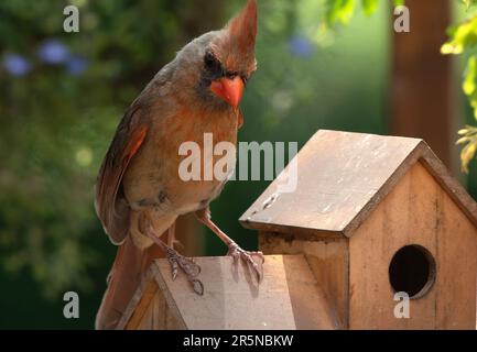 Eine weibliche Kardinal auf dem Dach eines Vogelhäuschens Stockfoto