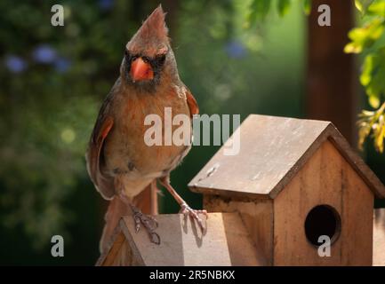 Eine weibliche Kardinal auf dem Dach eines Vogelhäuschens Stockfoto