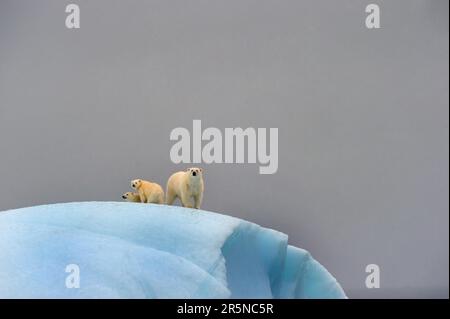 Eisbären (Ursus maritimus), weiblich mit Jungen, Eisberg vor Baffin Island, Nunavut, Kanada (Thalassarctos maritimus), arktisch Stockfoto