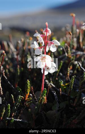 Großblütiges Wintergrün, Baffininsel, Nunavut, Kanada (Pyrola grandiflora Radius), arktisches Wintergrün, arktisches Wintergrün, großblütig Stockfoto