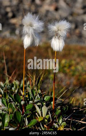 Gemeiner Katzengras, Baffin Island, Weißer Katzengras (Eriophorum scheuchzeri), Kanada Stockfoto