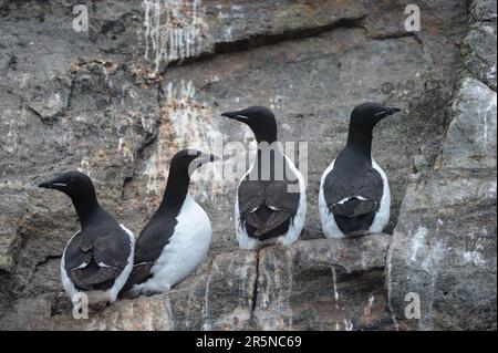 Thick Billed murres (Uria lomvia), Hantzch Island, off Baffin Island, Nunavut, Kanada, Baffin Island Stockfoto