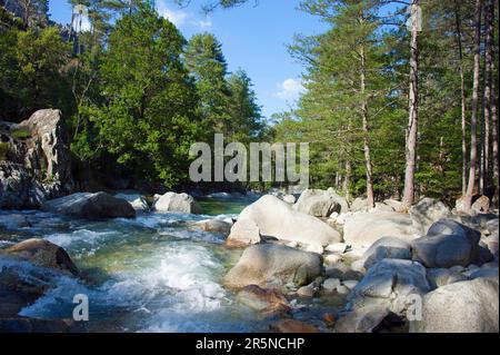 Restonica-Schlucht, Schlucht, Georges de la, Fluss Restonica, Korsika, Frankreich Stockfoto