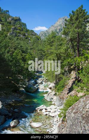 Restonica-Schlucht, Schlucht, Georges de la, Fluss Restonica, Korsika, Frankreich Stockfoto