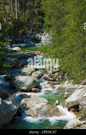 Restonica-Schlucht, Schlucht, Georges de la, Fluss Restonica, Korsika, Frankreich Stockfoto