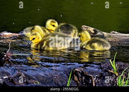 Eine Gruppe von Kanadischen Gänseblümchen (Branta canadensis), die in einem Feuchtgebiet im ländlichen Alberta, Kanada, schwimmen Stockfoto