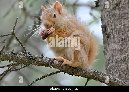 Ein blassfarbenes rotes Eichhörnchen (Tamiasciurus hudsonicus), das auf einem Ast sitzt und sich von Fichtenzapfen ernährt. Stockfoto