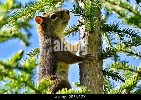 Ein rotes Eichhörnchen Tamiasciurus hudsonicus klettert auf einen kleinen immergrünen Baum im ländlichen Alberta, Kanada. Stockfoto
