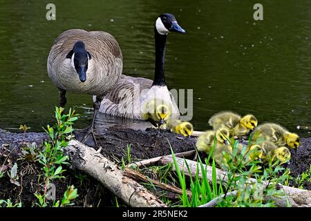 Eine Familie von Kanadischen Gänsen (Branta canadensis); Gänse und Gänse, die einen Biberdamm in einem Feuchtgebiet im ländlichen Alberta, Kanada, erkunden Stockfoto