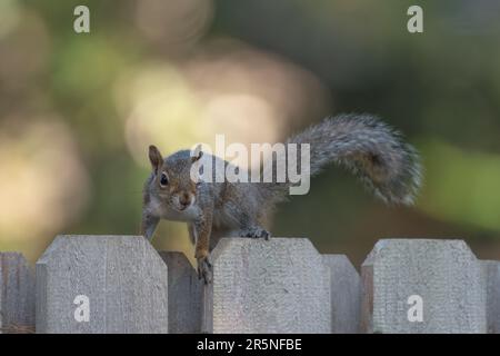 Ein östliches graues Eichhörnchen hält an, um auf die Kamera zu schauen, während es über einen Zaun läuft. Stockfoto