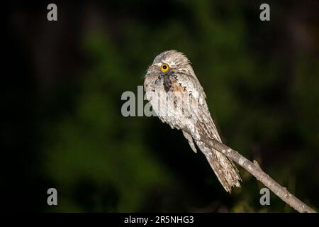 Northern Potoo Nyctibius jamaicensis mexicanus El Tuito, Jalisco, Mexiko, 25. März 2021 Erwachsener Nyctibiidae Stockfoto