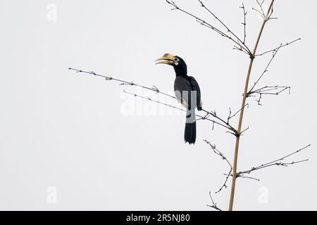 Oriental Pied-Hornbill Anthracoceros albirostris Karizanga National Park, Nagaon County, Assam, Indien, 9. Februar 2023 Erwachsene Frau Buc Stockfoto