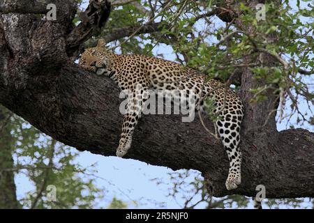 Afrikanischer Leopard (Panthera pardus) auf einem Baum, Sabi Sabi Wildreservat, Kruger-Nationalpark, Südafrika Stockfoto