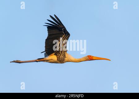 Paint Stork Mycteria leucocephala Keoladeo National Park, Temple Tower, Bharatpur County, Rajasthan, Indien 15. Februar 2023 Erwachsener im Flug. Stockfoto