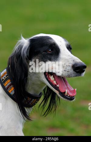 Saluki, Persischer Windhund, Kragen, Windhund-Kragen Stockfoto