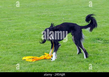 Saluki, männlich, nimmt einen Dummy-Hasen auf dem Kurs, persischer Windhund, Maulkorb Stockfoto