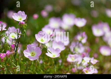 Rosa Nachtkerze Stockfoto