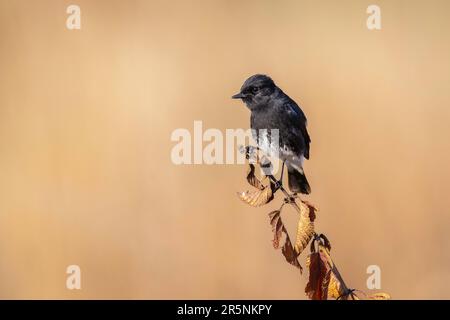 Pied Bushchat Saxicola caprata Corbett N, Ramganga River Overlook, Pauri Garhwal County, Uttarakhand, Indien, 24. Februar 2023 Erwachsener, Männlich Musc Stockfoto