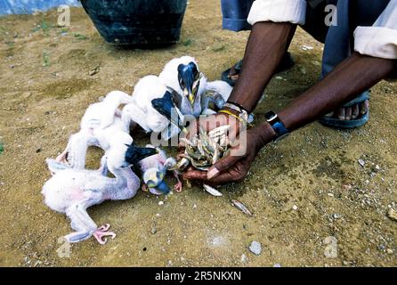 Fütterung der gefallenen Chicks aus dem Nest im Koonthankulam Vogelschutzgebiet bei Tirunelveli, Tamil Nadu, Südindien, Indien, Asien Stockfoto